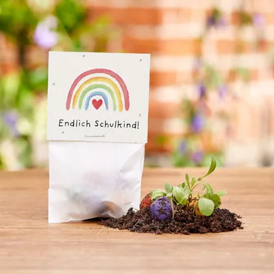 Image de Billes fleuries pour la rentrée scolaire : « Enfin à l'école » – 5 bombes à graines colorées dans un sachet