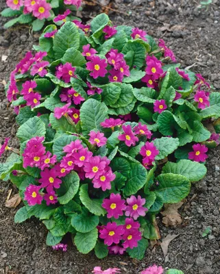 Produktbild von Primula x pruhoniciana 'Perle von Bottrop', rosa Blüten, ca. 9x9 cm Topf