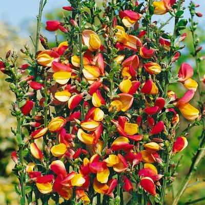 Produktbild von Cytisus scoparius 'Erlkönig', Besenginster, gelb-rot, 60–80 cm