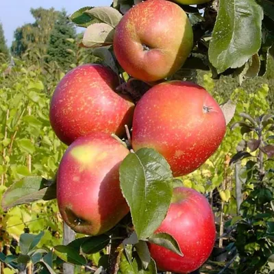 A cluster of red apples on a tree branch with green leaves and a blurred background of foliage.