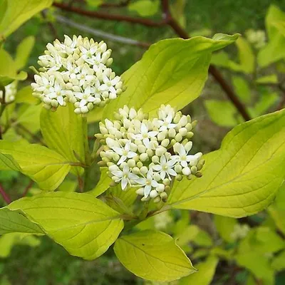 Produktbild von 2 x Weißer Hartriegel - Cornus alba - 60-80 cm in Container