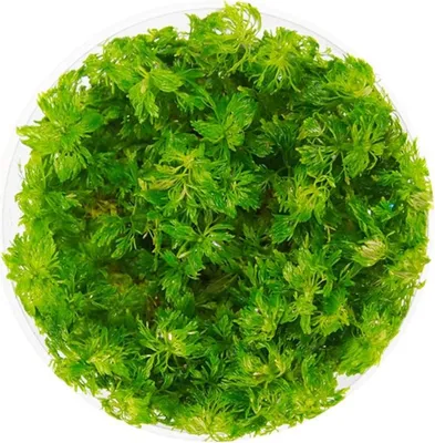 Zdjęcie produktu dla Eco Plant - Limnophila Sessiliflora - Invitro mały kubek Eco Plant