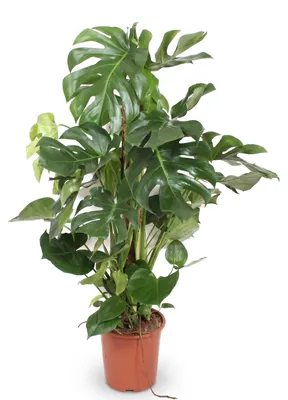 Produktbild von Zimmerpflanze - Monstera Deliciosa XXL - Fensterblatt - Tropisch - Für das Wohnzimmer - Topf Ø27cm - Höhe 140cm