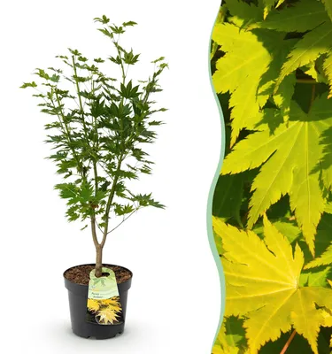 Produktbild von Japanischer Ahorn Acer palmatum Jordan, laubabwerfende Gartenpflanze in