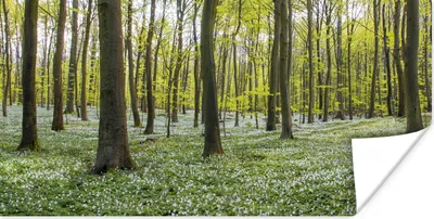 Produktbild von MuchoWow® Poster Bäume - Blumen - Frühling 40x20 cm - Poster für die Wand - Poster Schlafzimmer