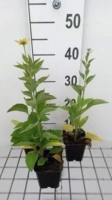 Obrázek produktu pro 6 x Rudbeckia subtomentosa - Třapatka - květináč 9 x 9 cm