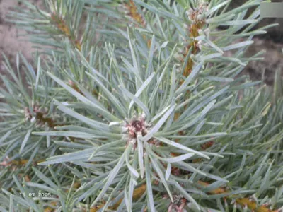 Produktbild von Pinus sylvestris Kamon Blue - Blaue Waldkiefer Kamon Blue - 30-40cm