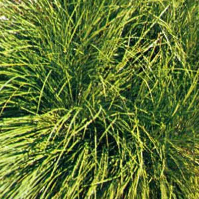 Produktbild von 6 x Schaduwzegge - Carex umbrosa | Topf 9cm x 9cm