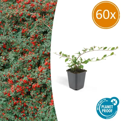 Zdjęcie produktu dla Roślina okrywowa – Cotoneaster dammeri 'Major' – doniczka 9 cm – zestaw 60 sztuk