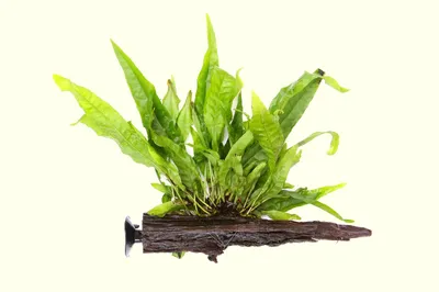 Produktbild von Saugwurzel Microsorum pteropus auf Wurzel+Sauger