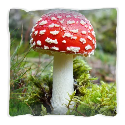 Produktbild von Wallario Premium Kissen, weiche Oberfläche, mit Motiv Fliegenpilz im Wald, Größe: 30 x 30 cm, mit weißer Rückseite
