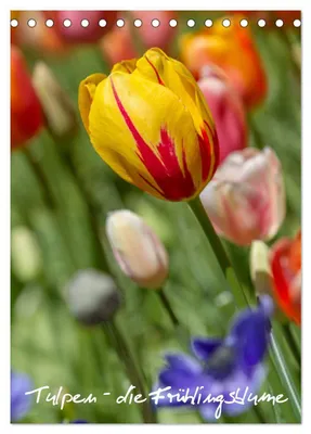 Produktbild von Tulpen - die Frühlingsblume (Tischkalender 2027 DIN A5 hoch), CALVENDO Monatskalender
