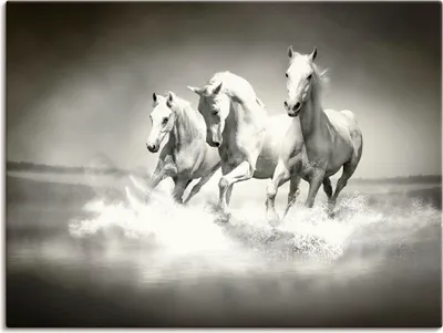 Produktbild von PureSolution: Herde von weißen Pferden laufen durch Wasser, Produkt:Leinwand, Größe (HxB):30x40 cm / Leinwand