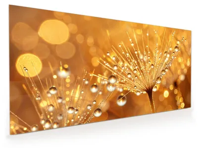 Produktbild von Küchenrückwand Spritzschutz Glas mit Motiv Löwenzahn Tropfen 40 x 40 cm