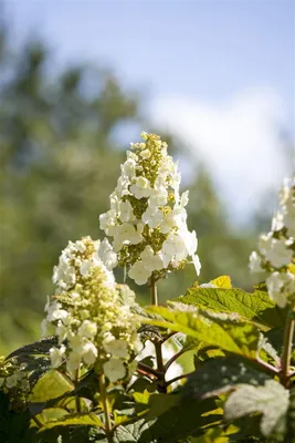 Produktbild von Hydrangea quercifolia 'Applause', Eichenblatthortensie, 40–60 cm