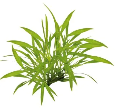 Productafbeelding van Moerings Enchinodorus Tenellus | In vitro cup