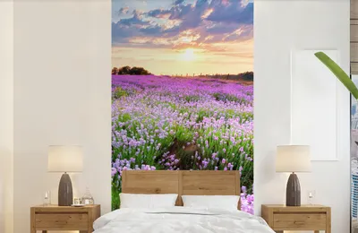 Produktbild von Fotobehang Blumen - Lavendel - Violett - Luft - Sonnenuntergang - Weide - Natur - Breite 120 cm x Höhe 240 cm