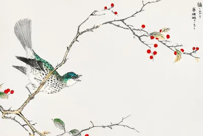 Produktbild von Plakat 60x40cm Braunohr-Bulbul, Kashu Vintage für das Wohnzimmer
