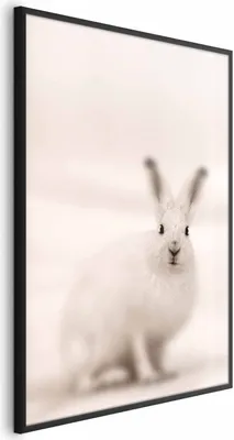 Produktbild von Posterpapier Poster - Fearful Look 29.7x42 cm Tiere g-C-0233-ao-a