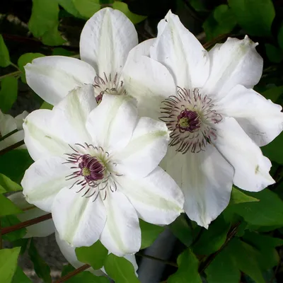 Obrázok produktu pre 2 x  plamienok  - Clematis 'Miss Bateman'  | 50-60 cm v kontajneri