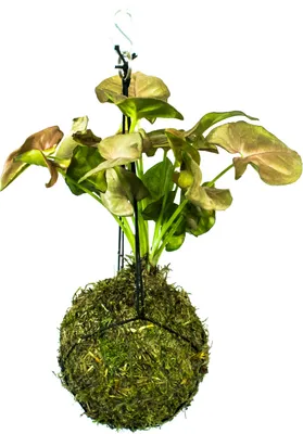 Obrázok produktu pre Gardners Kokedama Syngonium Pink Neon (M)