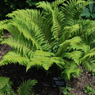 Obrázok produktu pre 6 ks rastlín Stijve naaldvaren (Polystichum aculeatum) | Kvetináč 9 cm x 9 cm