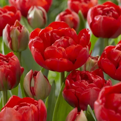 Produktbild von Rote Gefüllte Tulpen "Miranda"  Gr. 8-10 Pflanzgut (100 Stück)