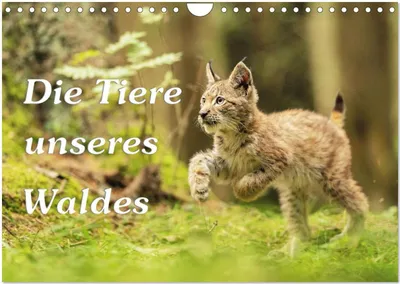 Produktbild von Die Tiere unseres Waldes (Wandkalender 2025 DIN A4 quer), CALVENDO Monatskalender