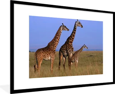 Produktbild von MuchoWow® MuchoWow® Gerahmtes Poster Drei Giraffen in Kenia 90x60 cm - Poster mit zchwarzem Bilderrahmen - Wanddekoration - Fotos