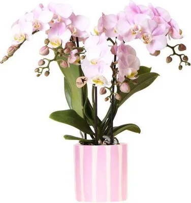 Kolibri Orchidee Orange Phalaenopsis - Blühende Zimmerpflanze Im Weißen Topf