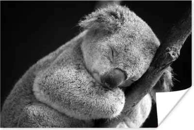 Produktbild von MuchoWow® Poster Schlafender Koala auf schwarzem Hintergrund 60x40 cm - Schlafzimmerdekoration