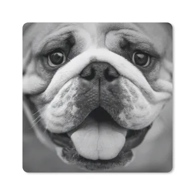 Produktbild von MuchoWow® Mauspad Mousepad Tierprofil Bulldogge in schwarz und weiß 20x20 cm - Mousepads - Maus Mat - Pad - Mausunterlage - Desk Mat - Bureauartikeln