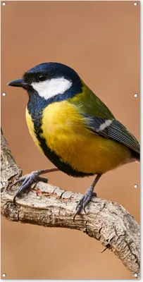 Produktbild von MuchoWow® 80x160 cm Outdoor-Poster Gartendeko Sichtschutz Garten Poster für den Garten  Vogel - Kohlmeise - Zweige