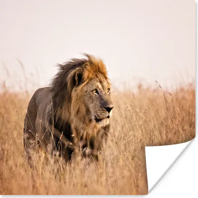 Produktbild von MuchoWow® Poster Löwe - Gras - Jagd 120x90 cm - Wandbild