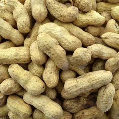 Produktbild von Wielink Erdnüsse in der Schale – 10 kg