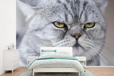 Produktbild von MuchoWow® Fototapete für Wohnzimmer oder Schlafzimmer Wandtapete Vinyl Motivtapete Tier - Katze - Grau - 420x280 cm - Zimmer für Kinder