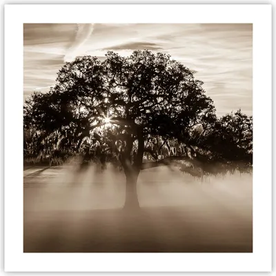 Produktbild von Poster - Poster ohne Rahmen - Baum Feld Natur - 50x50 cm - Wand Bild - Wanddeko - Wandbilder - Kunstposter - Wandposter - Bilder - Kunstdruck - Wanddekoration - Wandbild - P2XAC50x50-3811