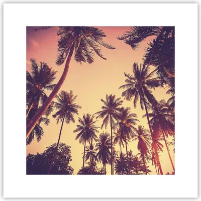 Produktbild von Poster - Poster ohne Rahmen - Palmen Himmel Sonne - 30x30 cm - Wand Bild - Wanddeko - Wandbilder - Kunstposter - Wandposter - Bilder - Kunstdruck - Wanddekoration - Wandbild - P2XAC30x30-4220