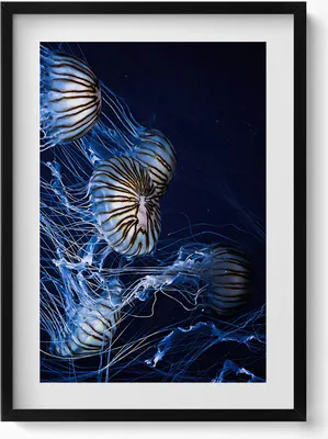 Produktbild von Blaue Quallen im Wasser– Wandbild mit Rahmen – Gerahmtes Bild  – Wanddekoration – 50x70 cm –  Schwarz Rahmen