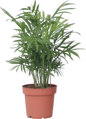Produktbild von Bergpalme - Chamaedorea elegans - Höhe 30-40cm - Pot 12cm