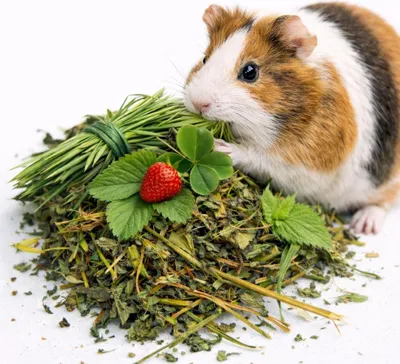 Zdjęcie produktu dla Wiejskie Ziółka dla Kawii Domowej - naturalna mieszanka ziół dla świnki morskiej 100g