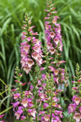 Produktbild von Digitalis purpurea, Fingerhut, rosa Blüten, ca. 9x9 cm Topf