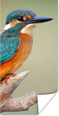 Produktbild von MuchoWow® Poster Vogel - Eisvogel - Zweig 20x40 cm - Plakat - Foto