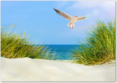 Produktbild von Tulup® Glas-Bild - 100 x 70 - Wandbild aus Glas - Wandkunst - Wandbild hinter gehärtetem Sicherheitsglas - Landschaften - Möwe am Strand - Blau