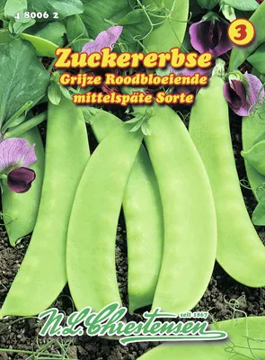 Produktbild von Zuckererbse Graue buntblühende | Zuckererbsensamen von N.L. Chrestensen