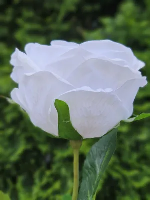 Produktbild von artplants.de Kunstblume Rose MARNUK, Creme-weiß, 60cm - Künstliche Rosenblüte