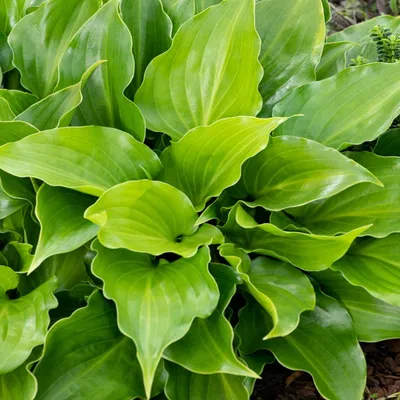 Produktbild von Funkie Hosta Knolle Zierblätter Staude Funkie Purple Sensation 1 St.