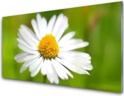 Produktbild von Acrylglasbilder 100x50 Wandbild Druck Gänseblümchen Pflanzen