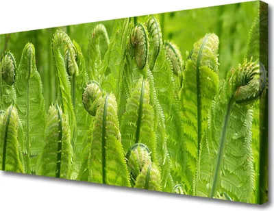 Produktbild von Tulup Leinwand-Bilder 100x50 Wandbild Canvas Kunstdruck Pflanzen Pflanzen