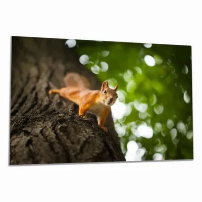 Produktbild von Wallario Herdabdeckplatte aus Glas, Größe 80 x 52 cm 1-teilig, Motiv Süßes neugieries Eichhörnchen an einem Baum